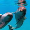 U.S. Commercial Fisheries Are Killing Lots Of Dolphins